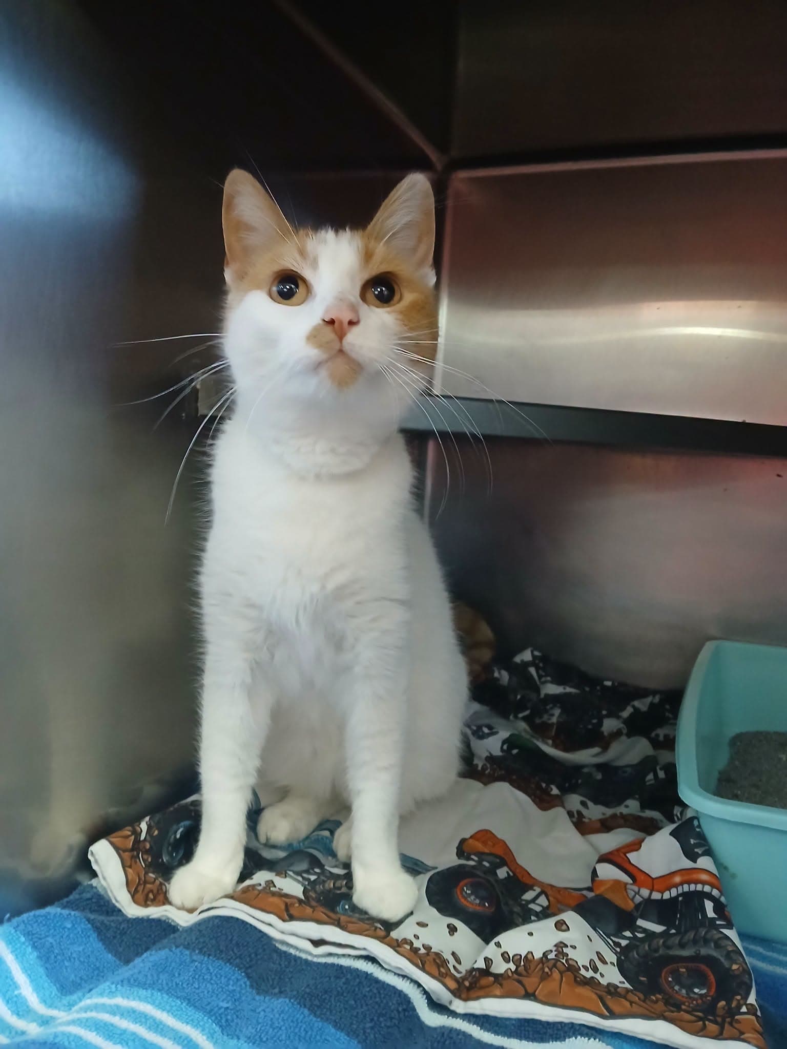 Rosie - Domestic Short Hair