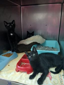 Kittens image 1