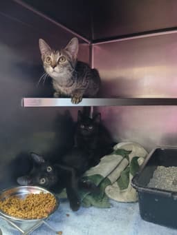 Kittens Black And Tabbys image 1