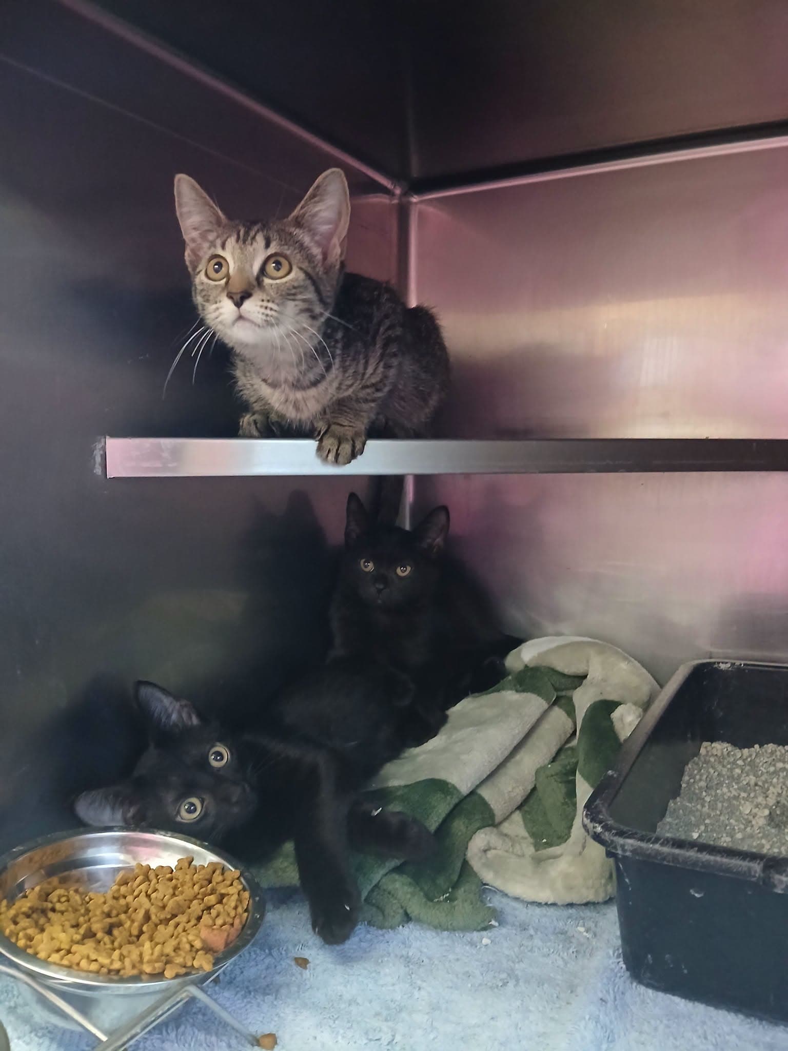 Kittens Black And Tabbys - Domestic Short Hair