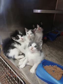 Kittens-Males Grey White image 1