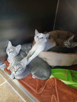 Kittens-Grey image 1