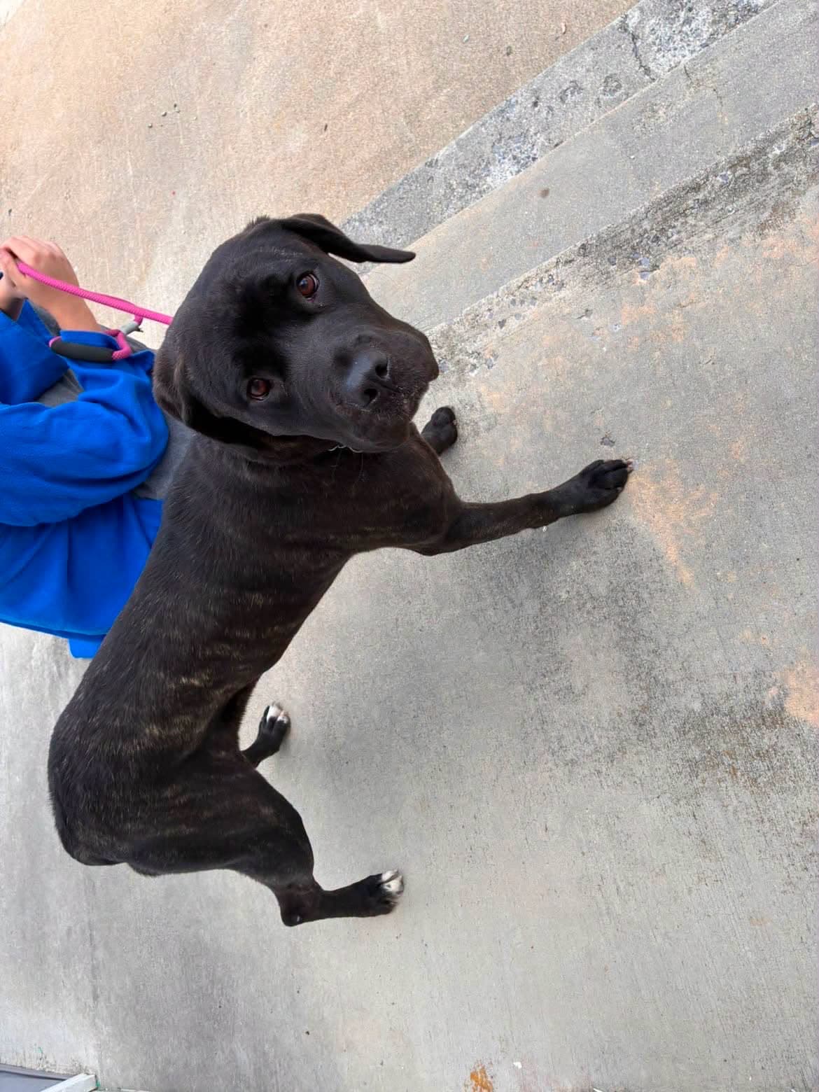 Kona - Cane Corso Mastiff
