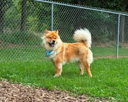 Sheba image 1