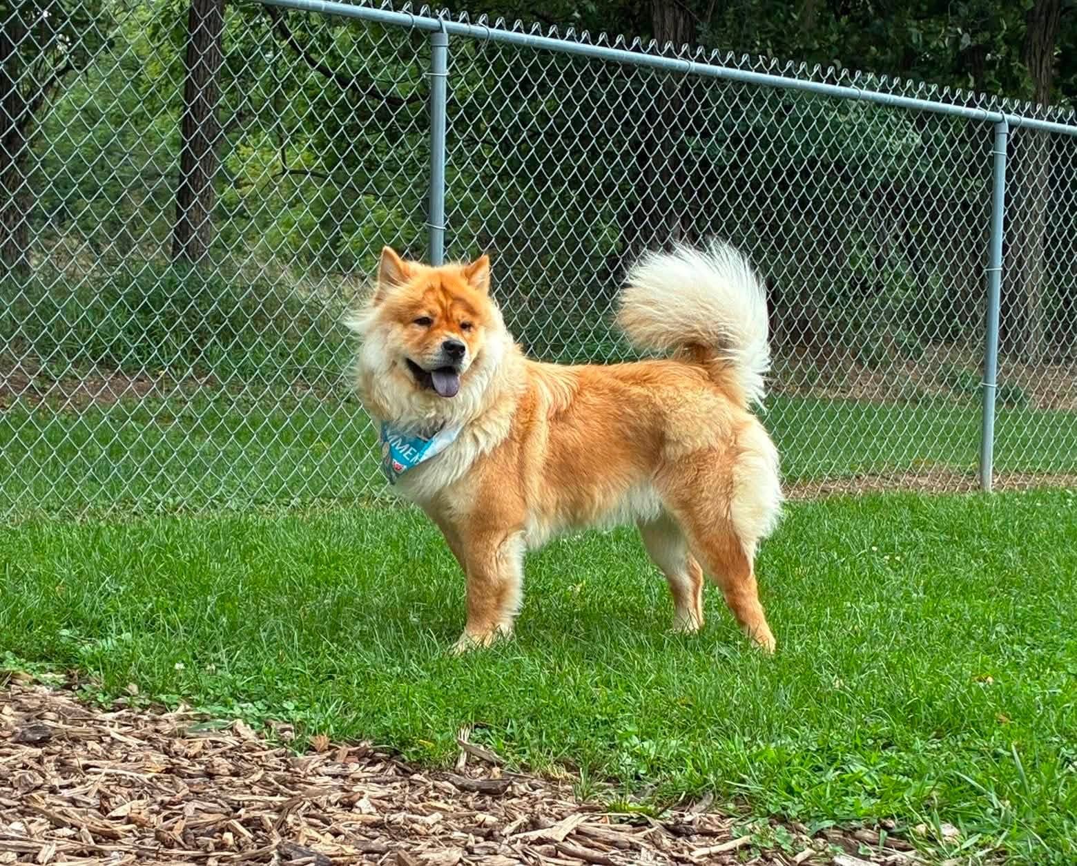Sheba - Chow Chow
