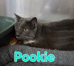 Pookie image 1