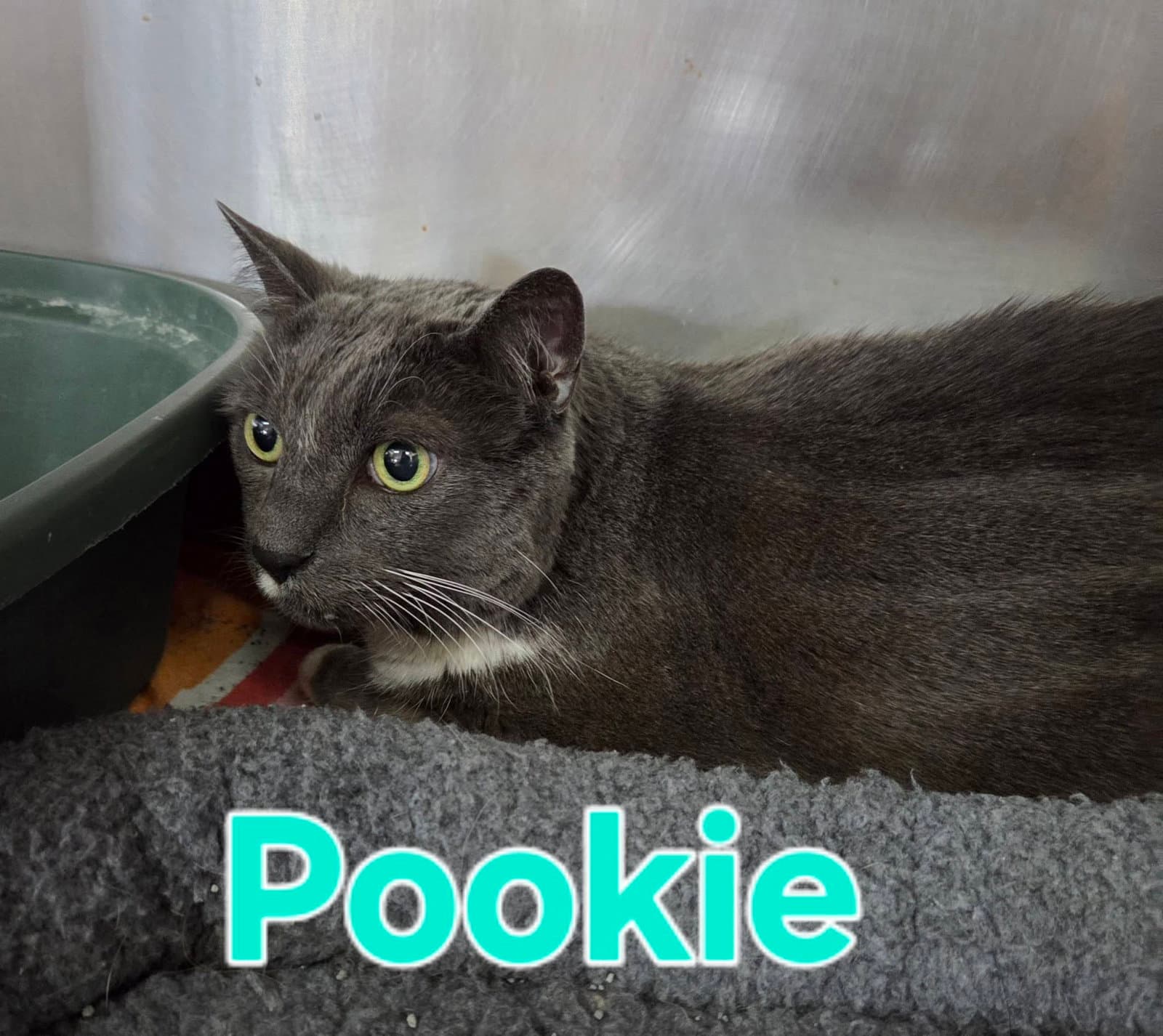 Pookie - Domestic Short Hair