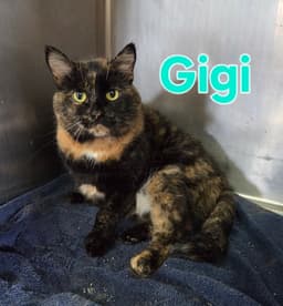 Gigi image 1