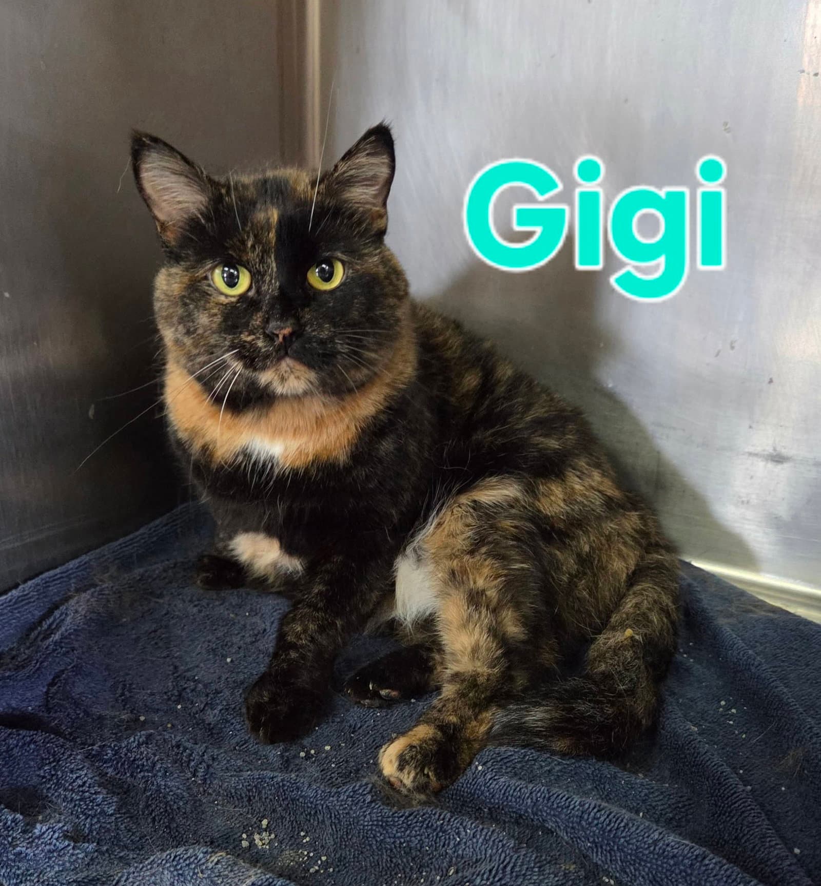 Gigi - Tortoiseshell