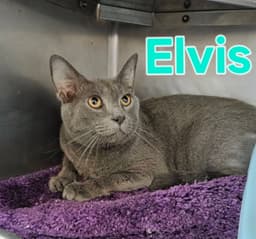 Elvis image 1