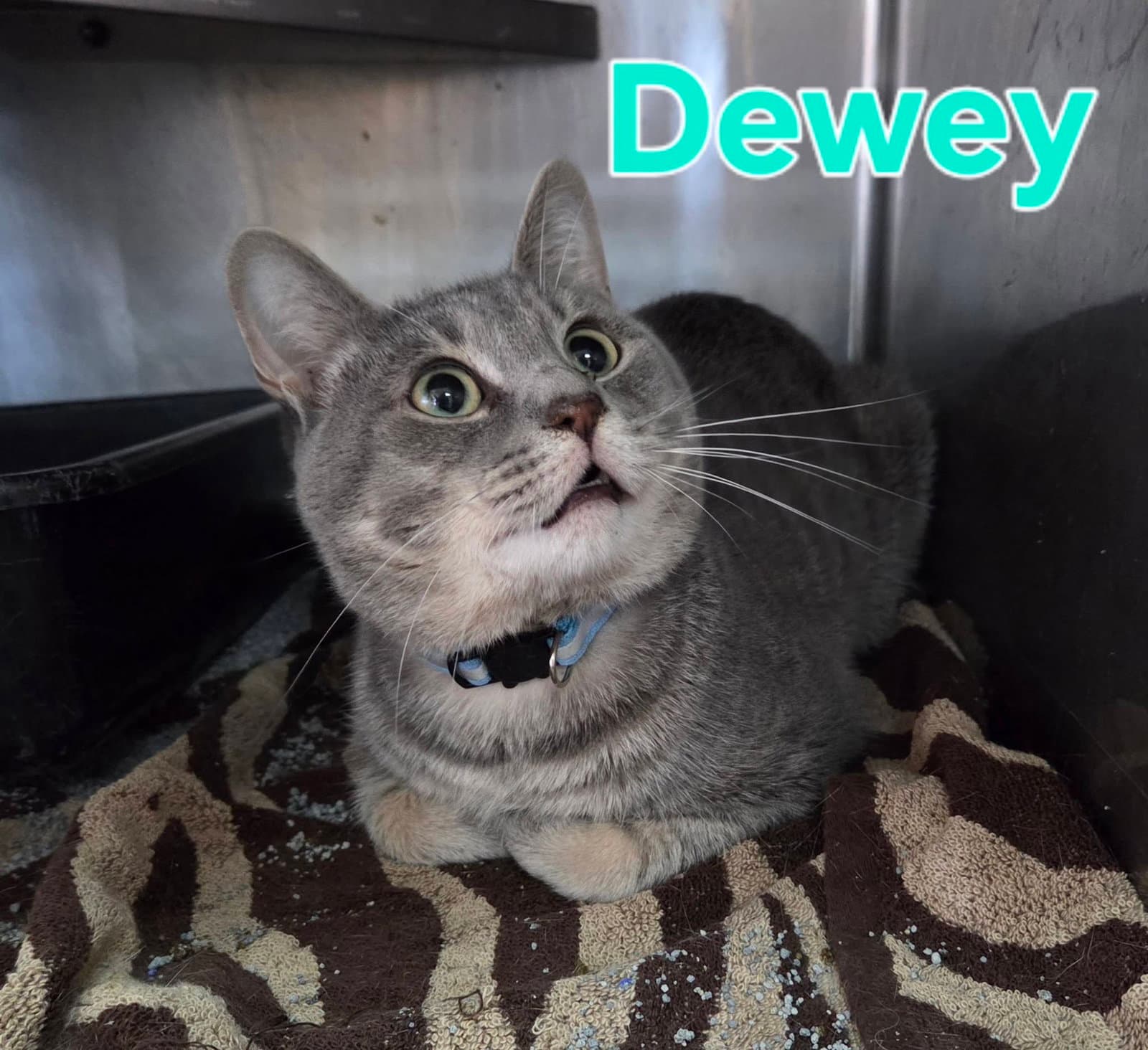 Dewey - Tabby