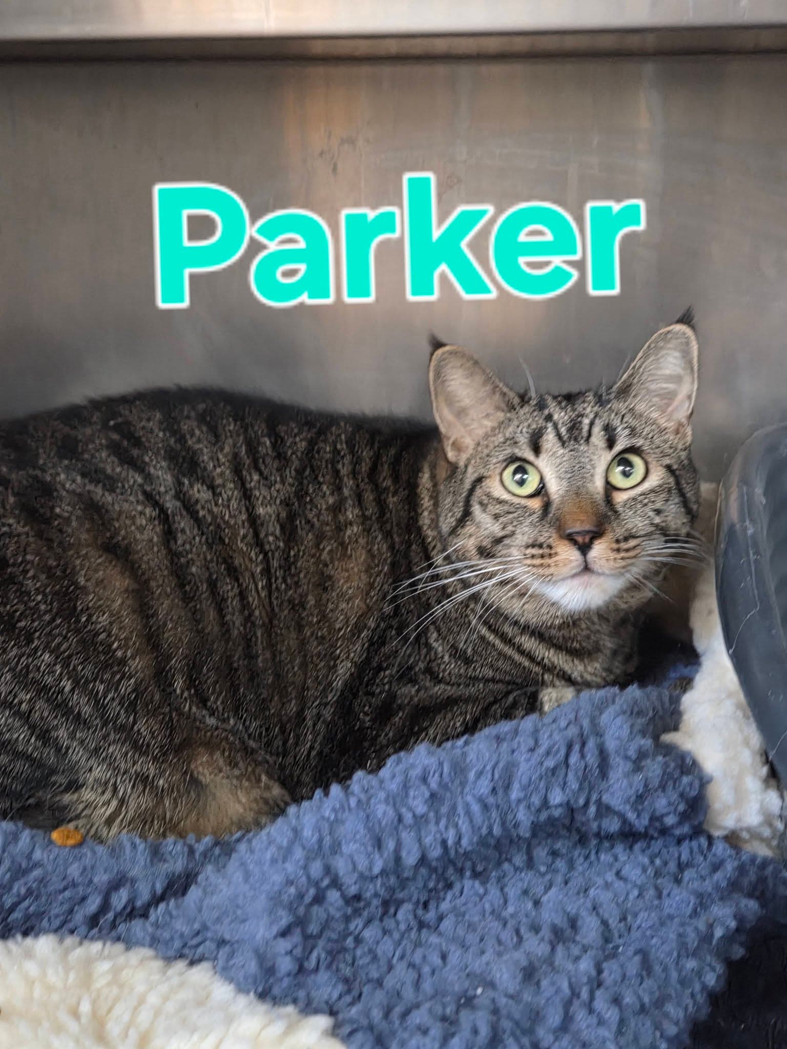 Parker - Tabby