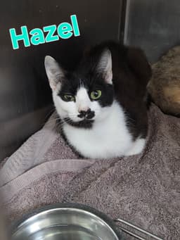 Hazel image 1