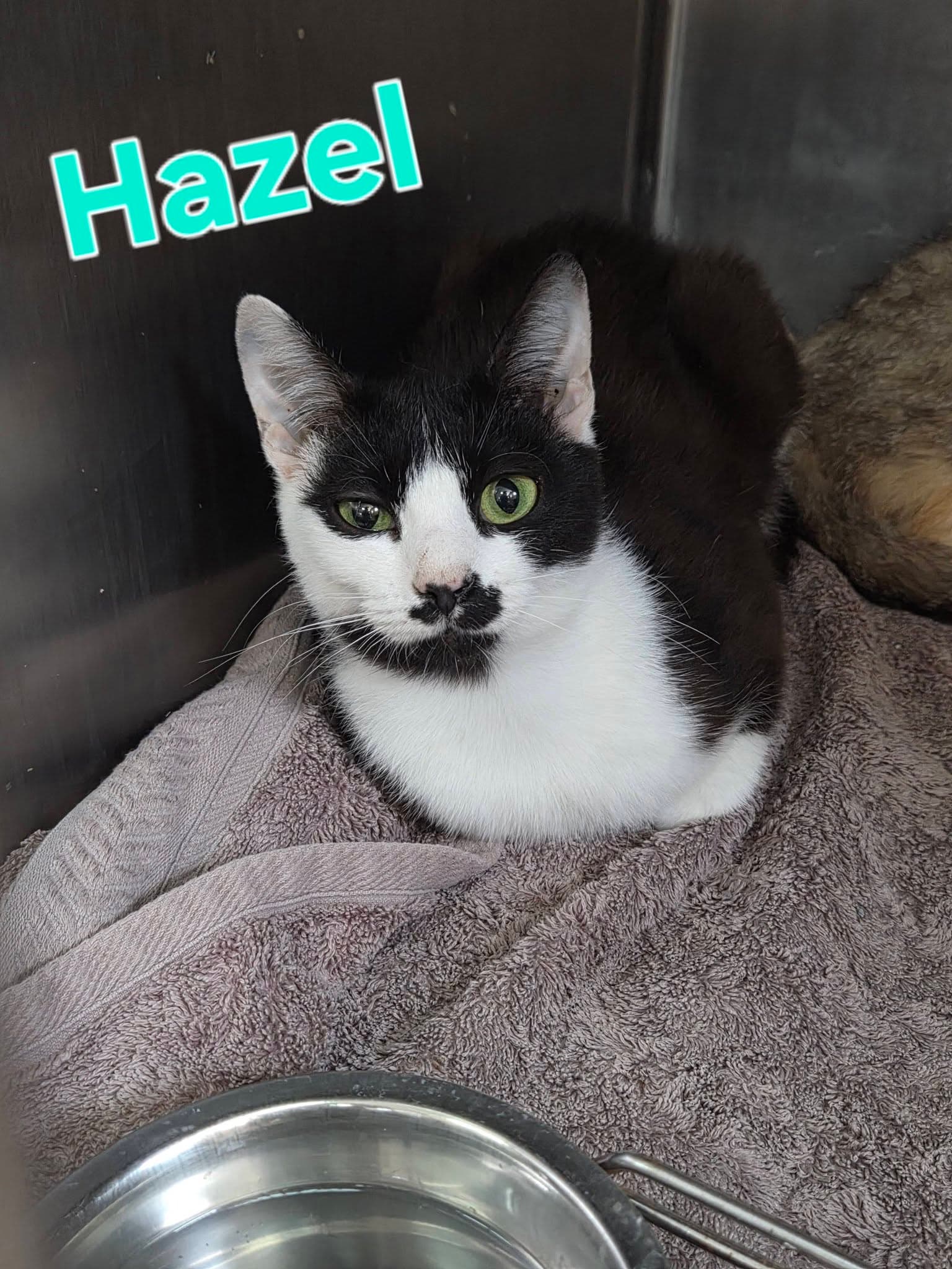Hazel