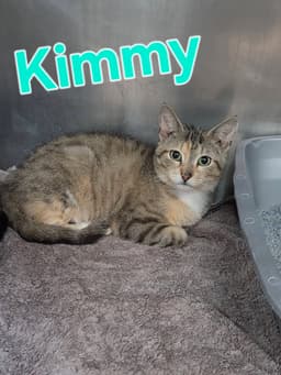 Kimmie image 1