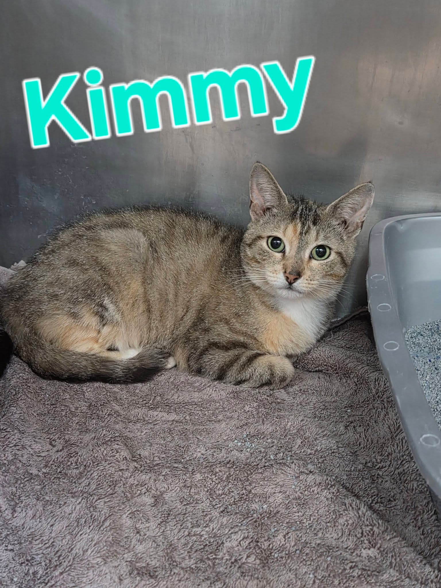 Kimmie - Tabby
