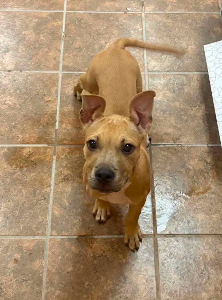 Levi - Pit Bull Terrier