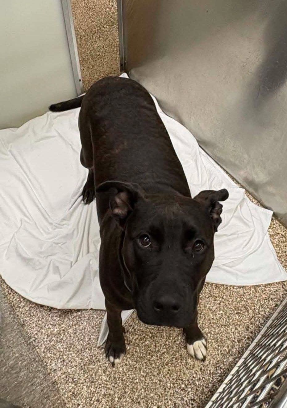 Loki - Pit Bull Terrier