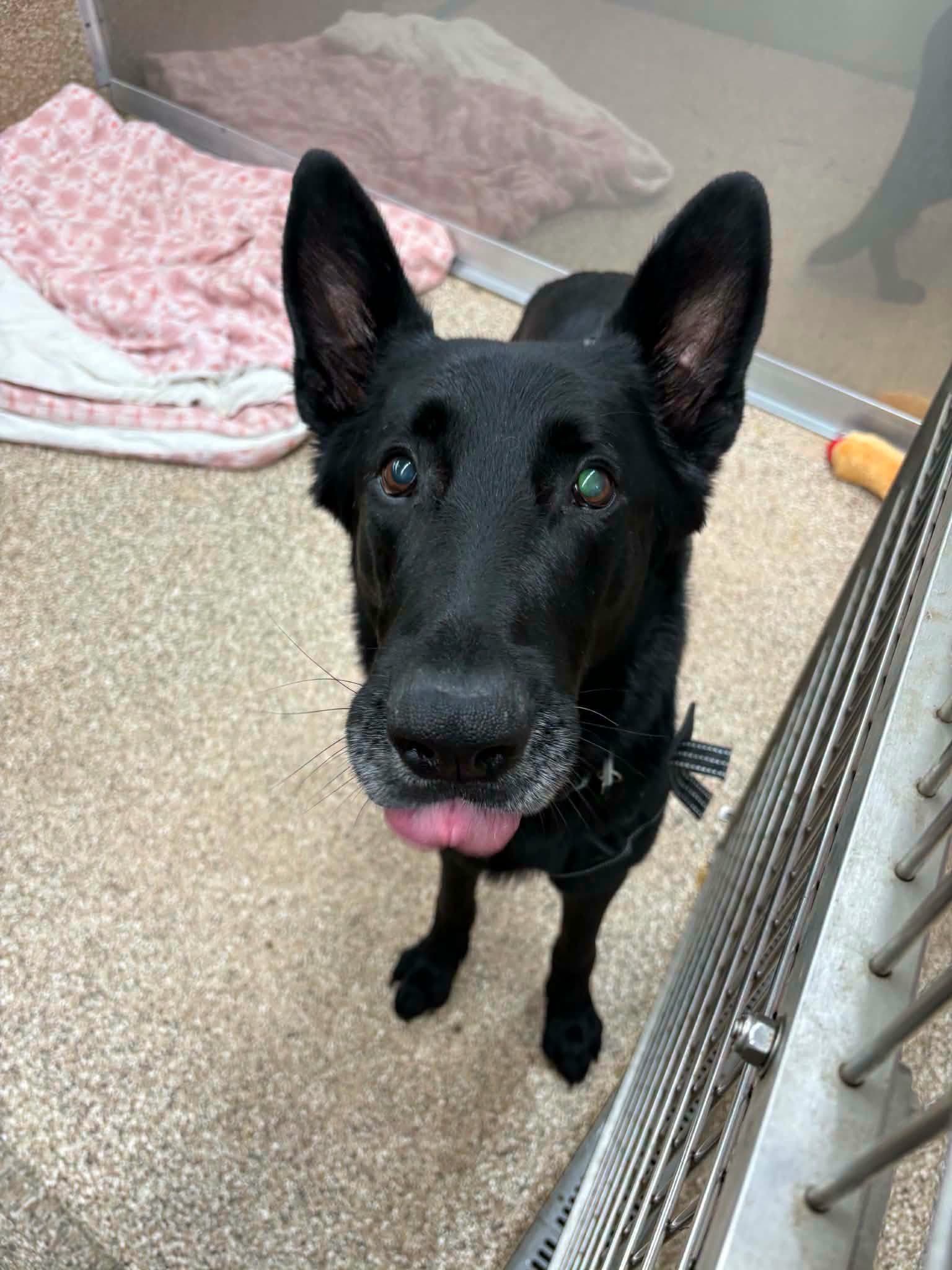 Cry Baby - German Shepherd Dog