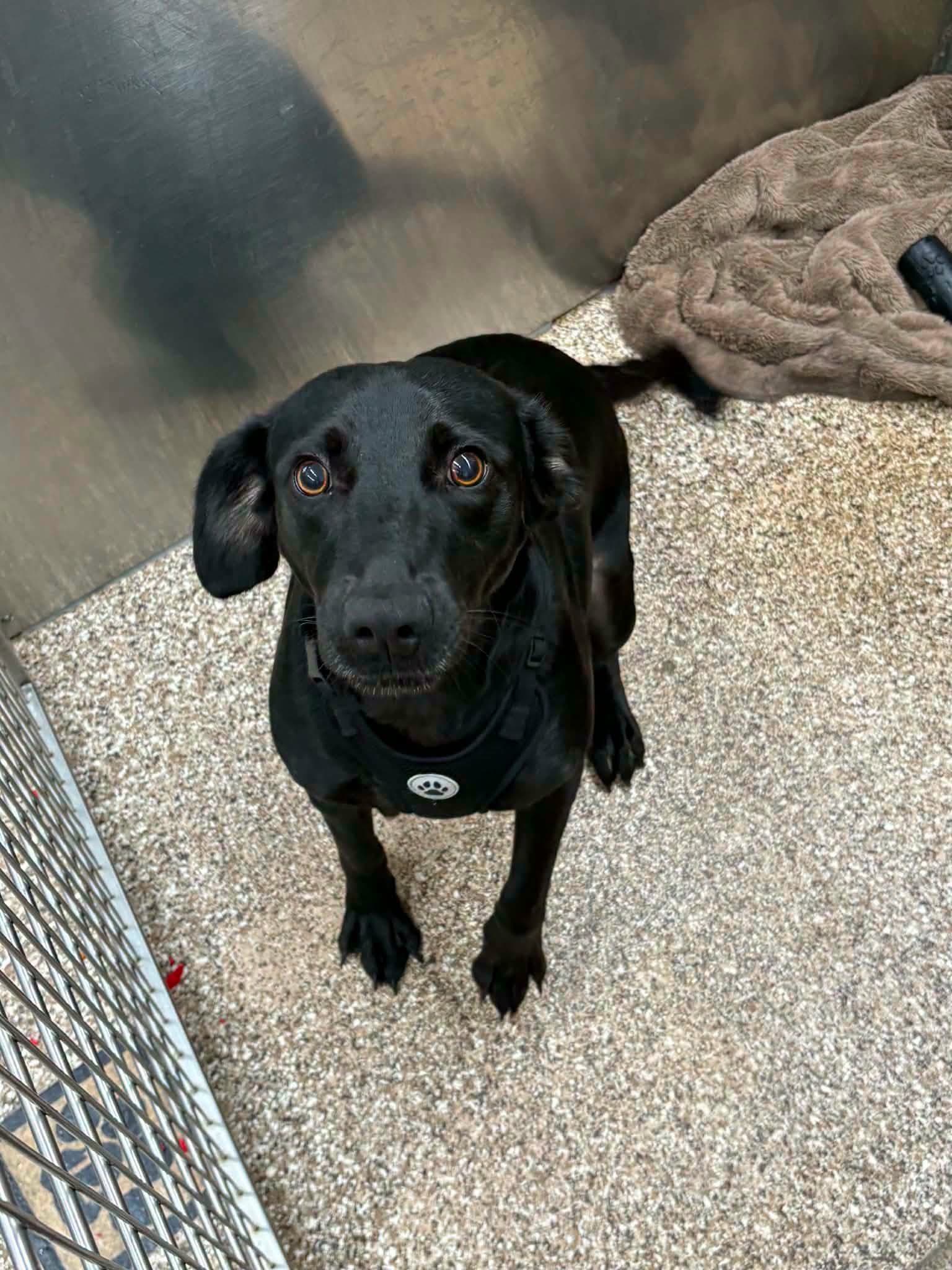 Black Bean - Black Labrador Retriever