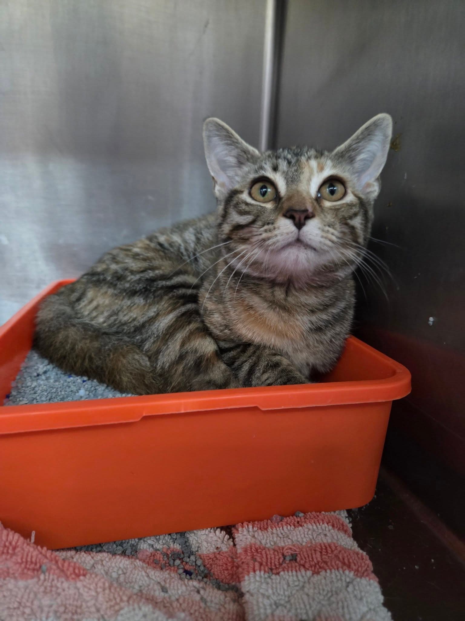 Hazel - Tabby