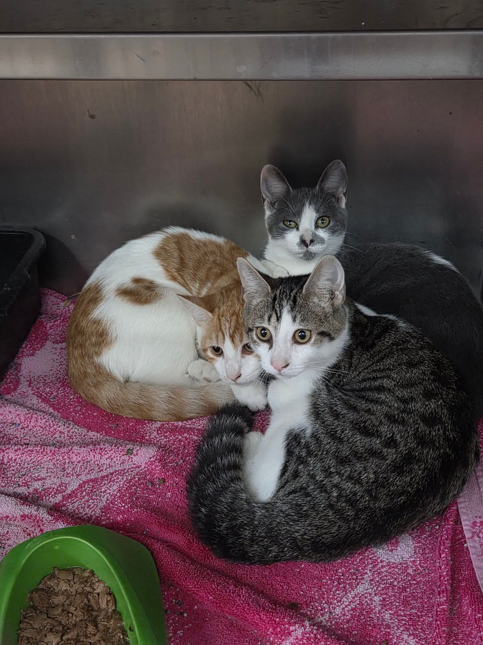 The Trio - Tabby