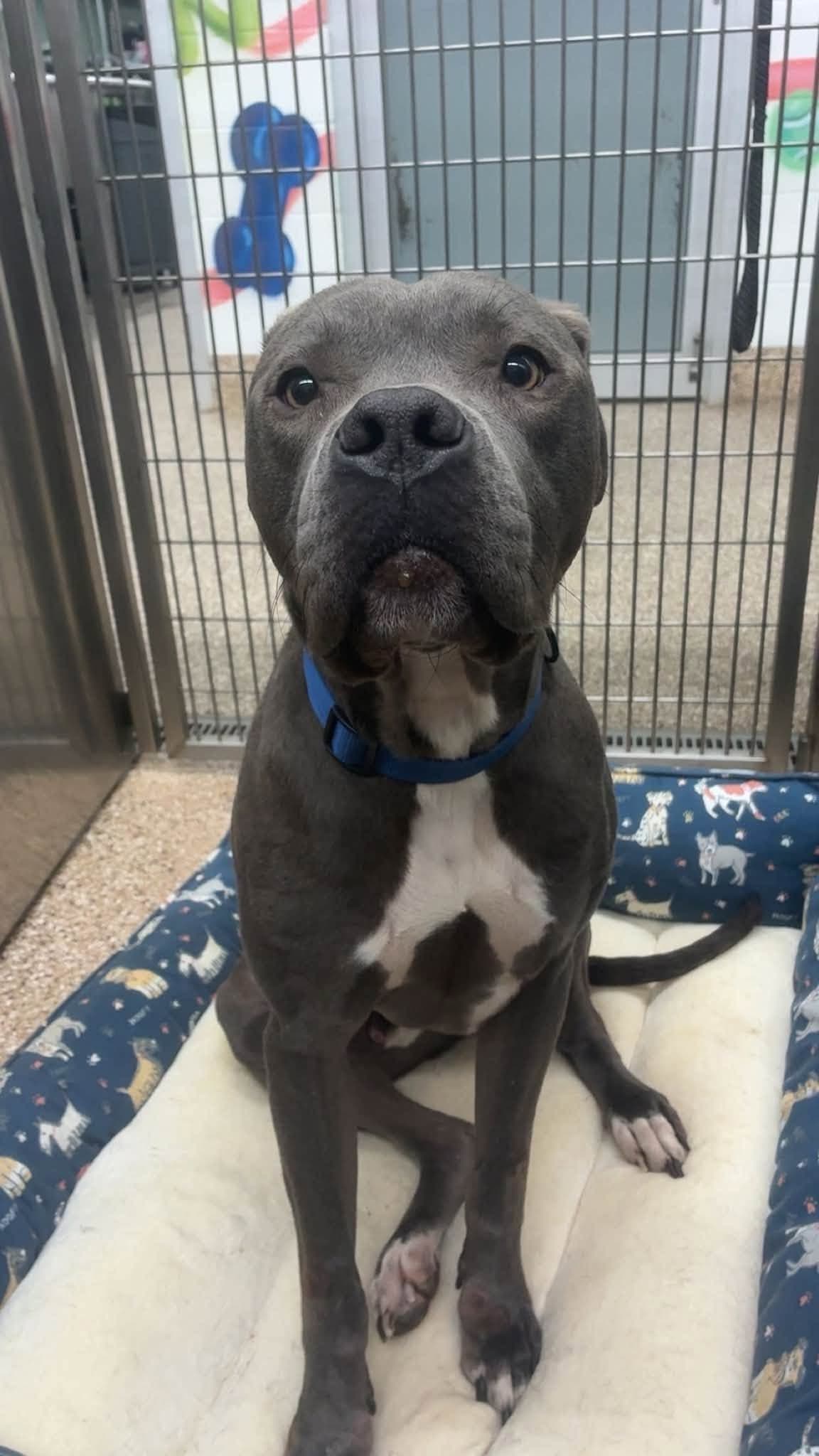 Sampson - Pit Bull Terrier
