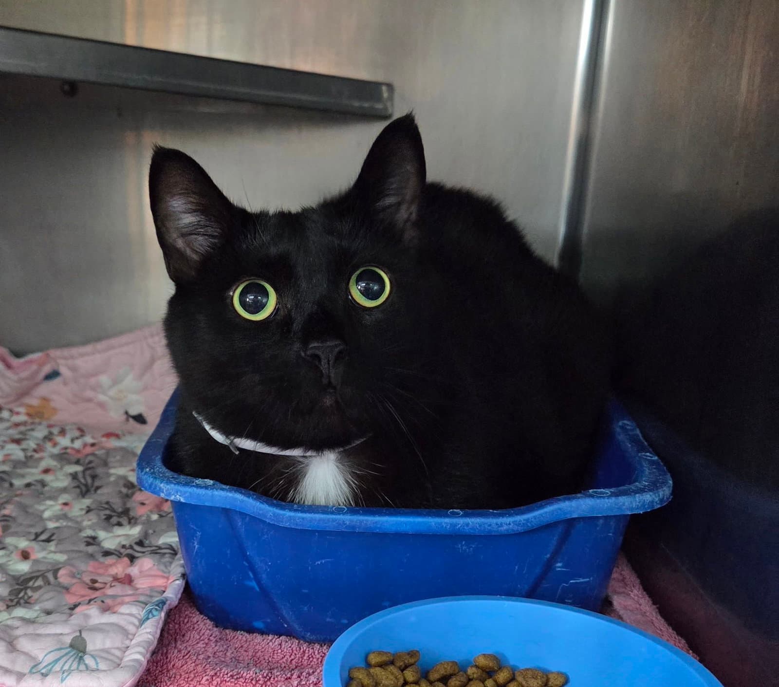 Melvin - Domestic Short Hair