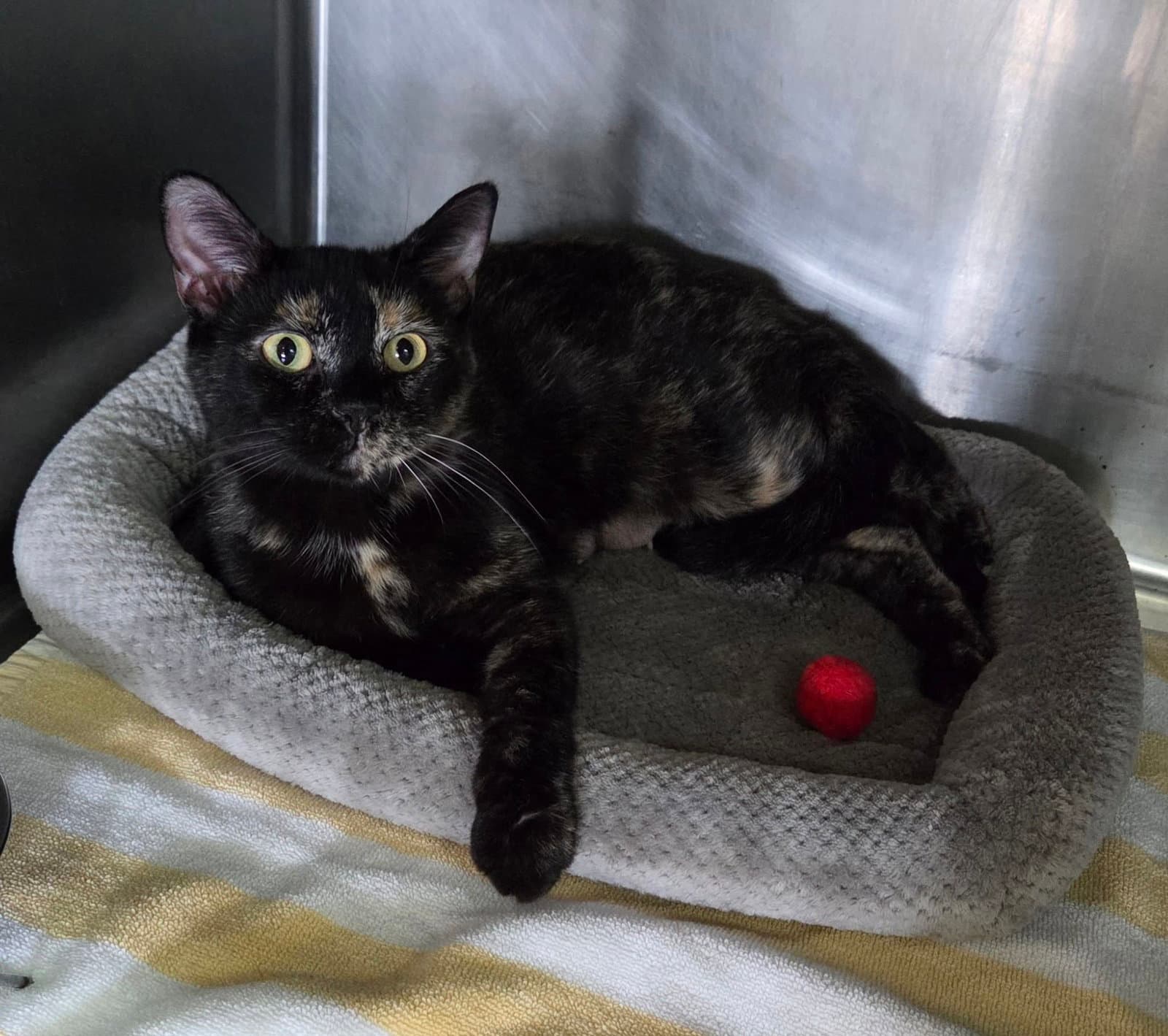 Cassidy - Tortoiseshell