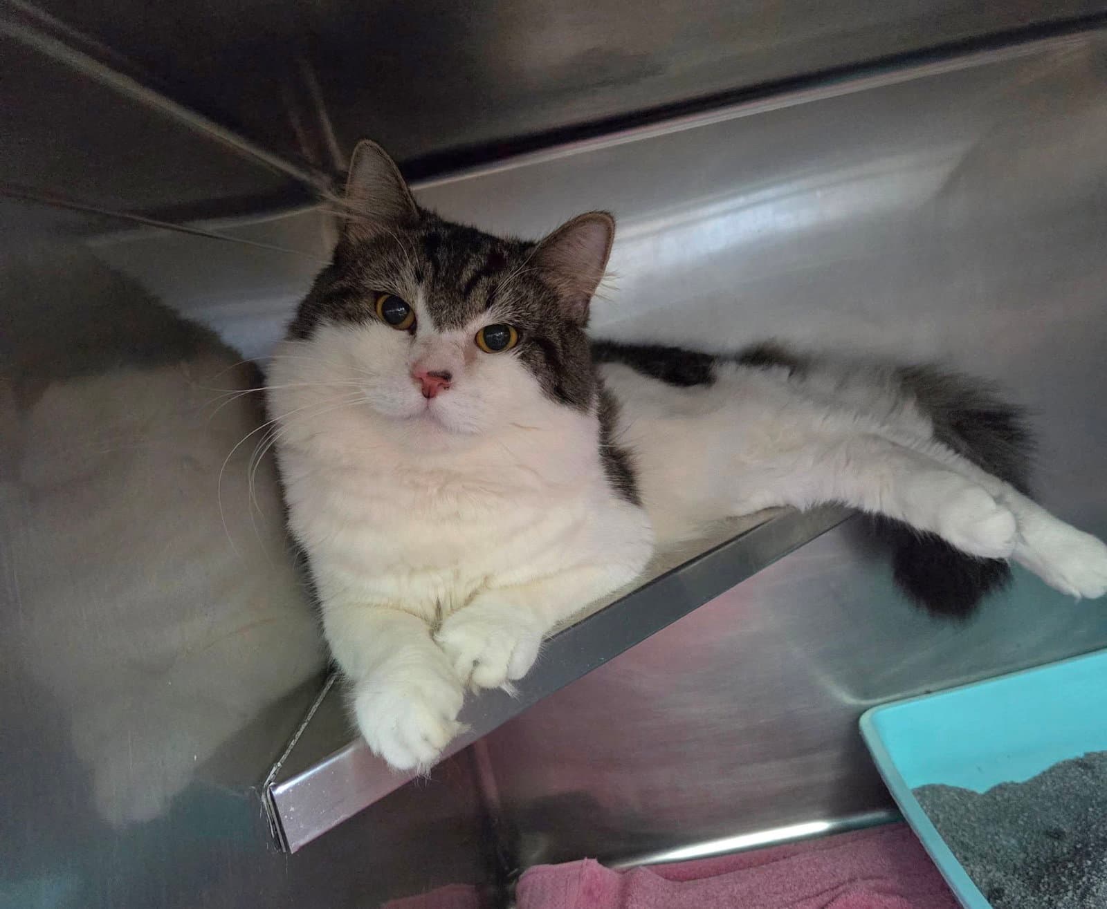 Theo - Tabby