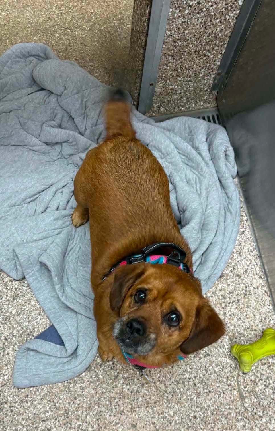 Charlotte - Basset Hound