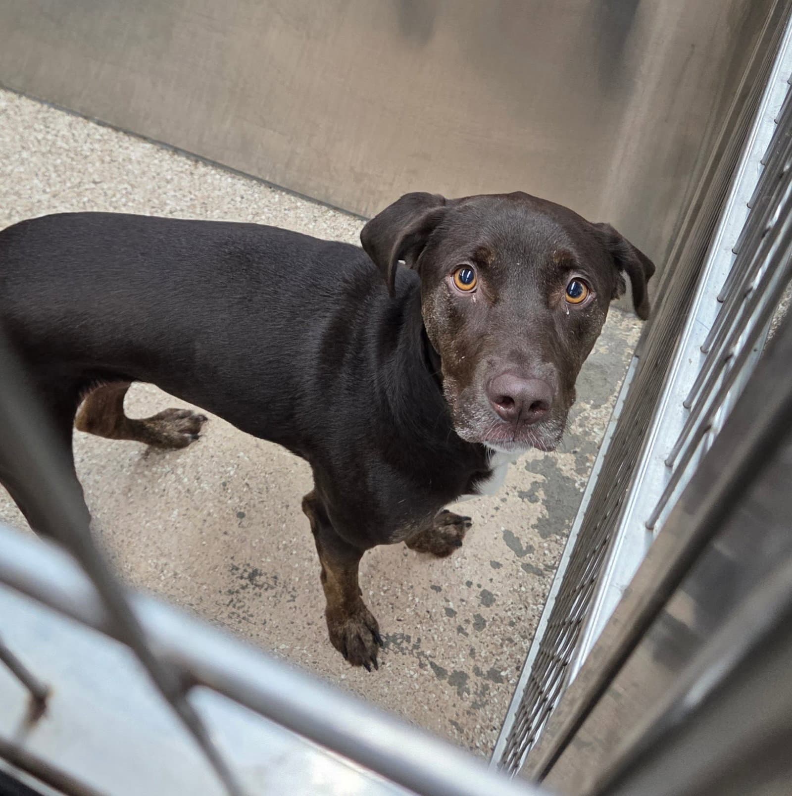 Buddy - Chocolate Labrador Retriever