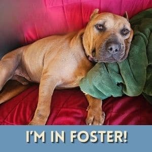 Cappy - Chinese Shar-Pei