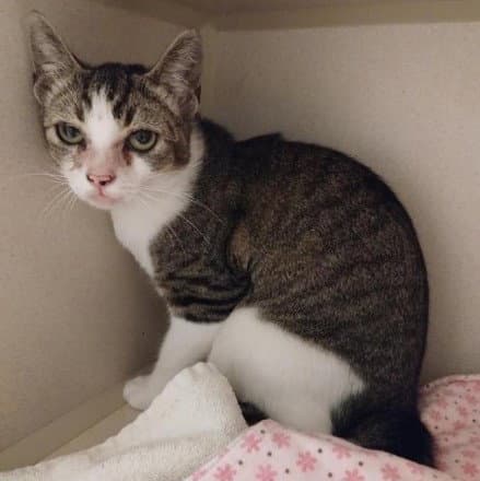 Sassy - Domestic Short Hair