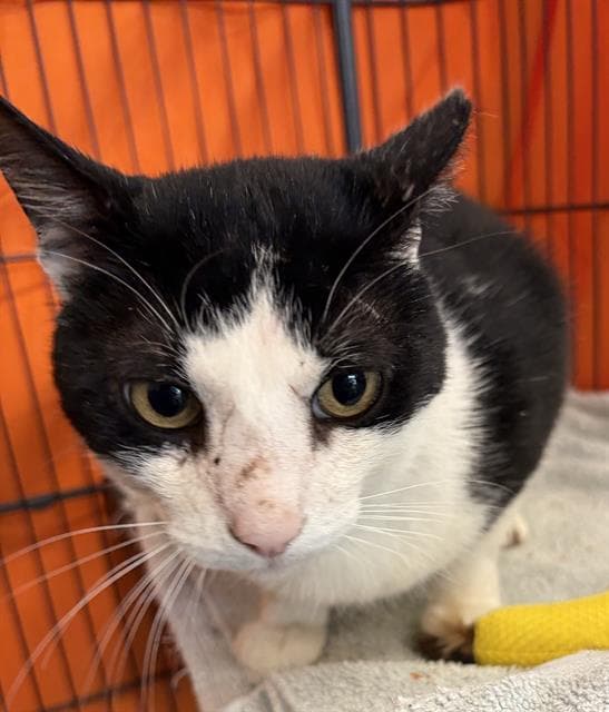 Zorro - Domestic Short Hair