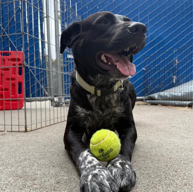 Brady - Australian Cattle Dog/Blue Heeler