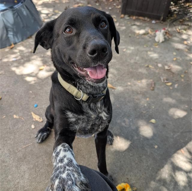Brady - Australian Cattle Dog/Blue Heeler
