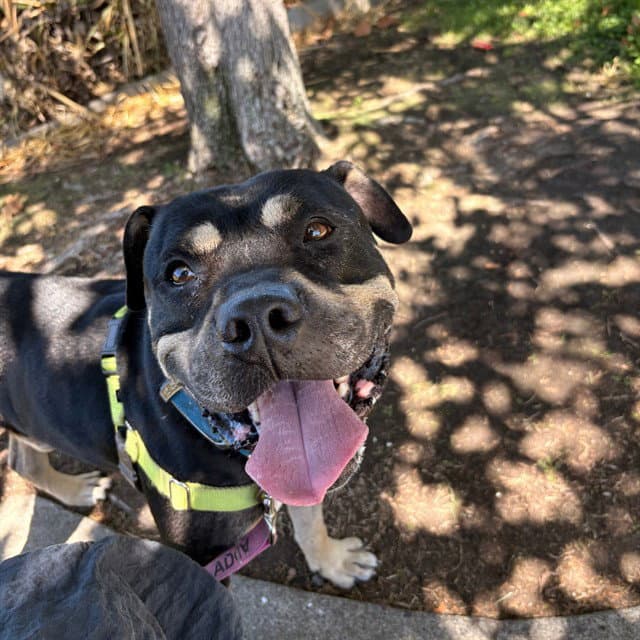 Perry - Pit Bull Terrier