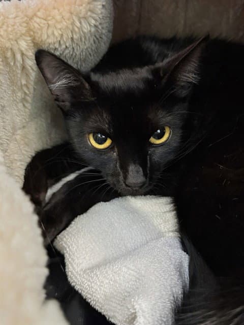 Betty - Domestic Short Hair