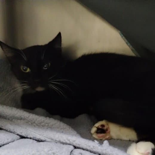 Veronica - Domestic Short Hair