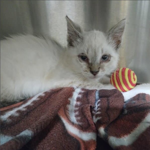 Unknown - Siamese