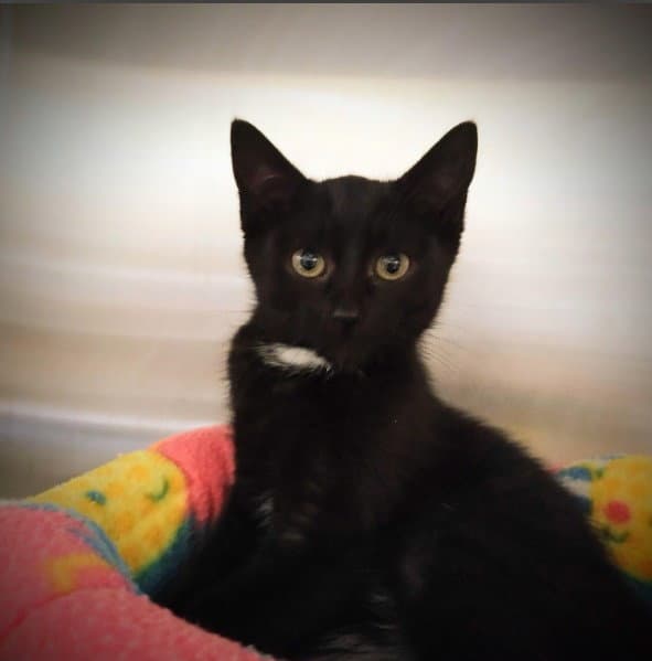 Ella - Domestic Short Hair