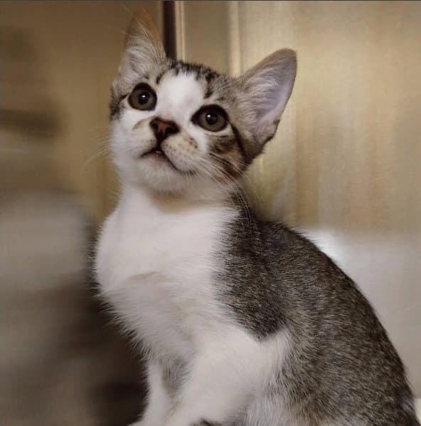 Skippy - Domestic Short Hair