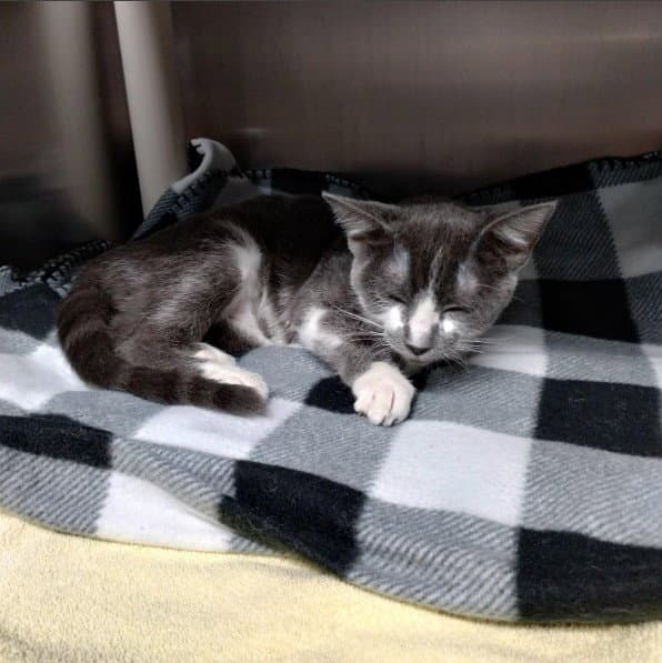 Unknown - Domestic Short Hair