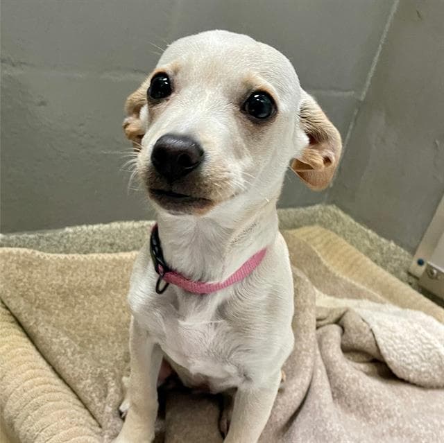 Princess - Chihuahua