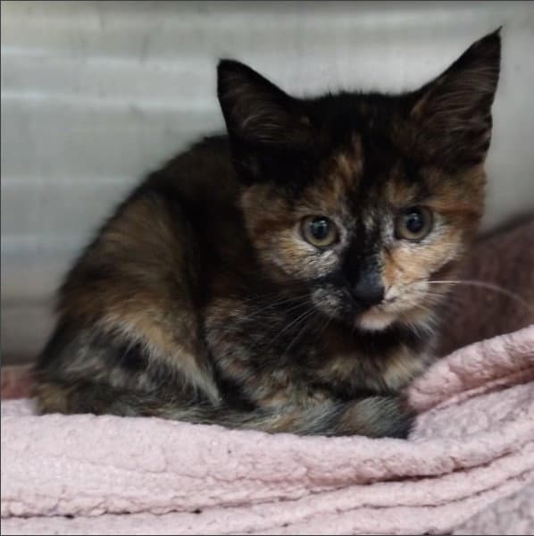 Unknown - Domestic Medium Hair