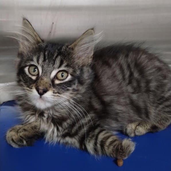 Unknown - Domestic Medium Hair