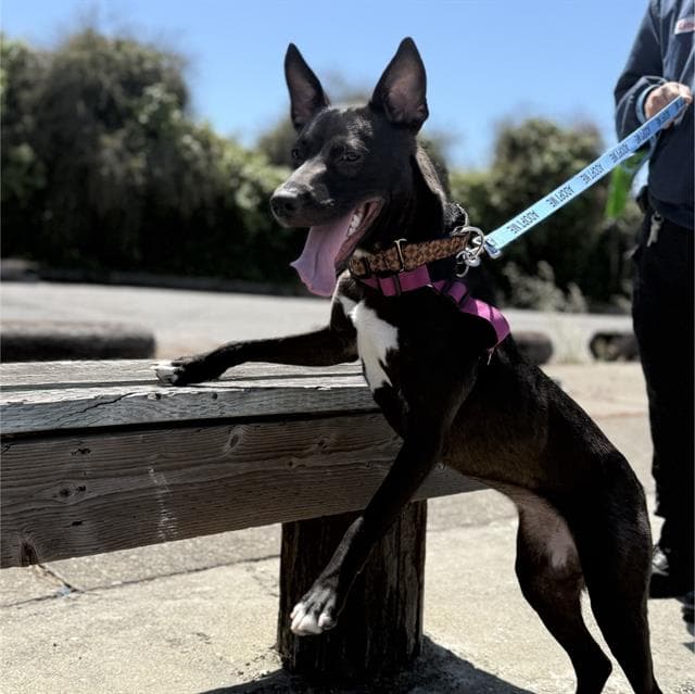 Mystique - Smooth Fox Terrier