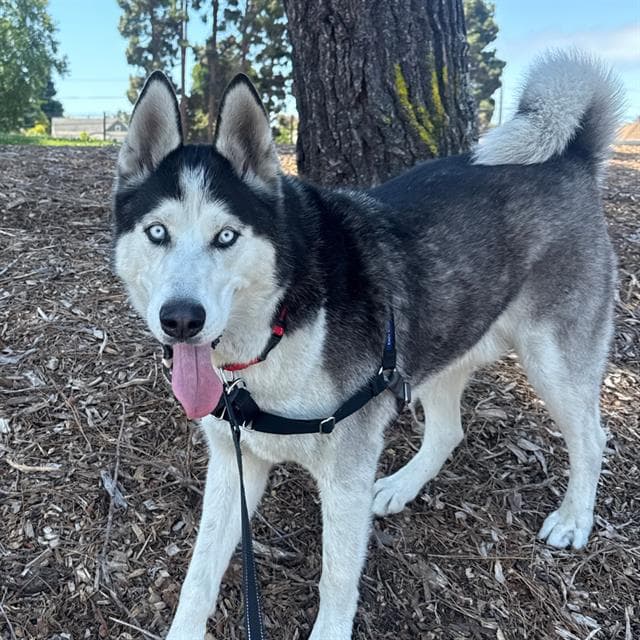 Scooby - Husky