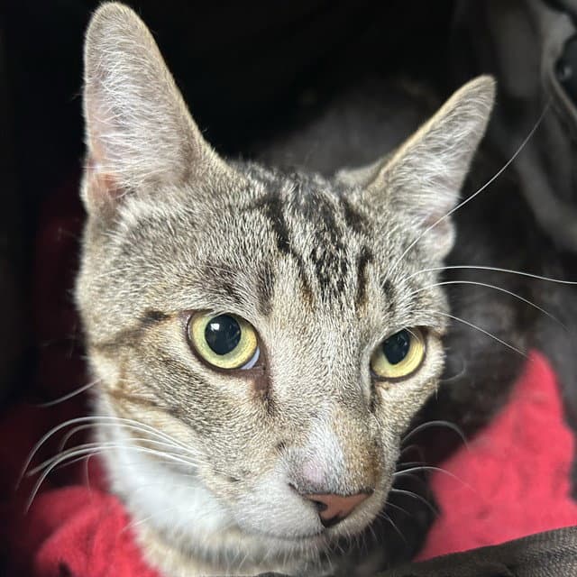 Unknown - Domestic Short Hair
